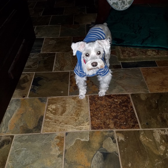 nancylovsdogos
